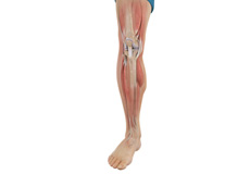 Physical Therapy for Knee